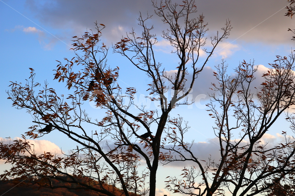 하늘,구름,나무,자연,풍경,새,까마귀,조류,동물,가을,계절,fall,autumn,season,식물,자연,plants,nature,나무,trees,wood,tree,plant
