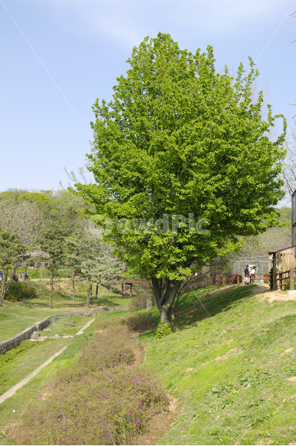 풍경,나무,초록,식물,하늘,tree,plant