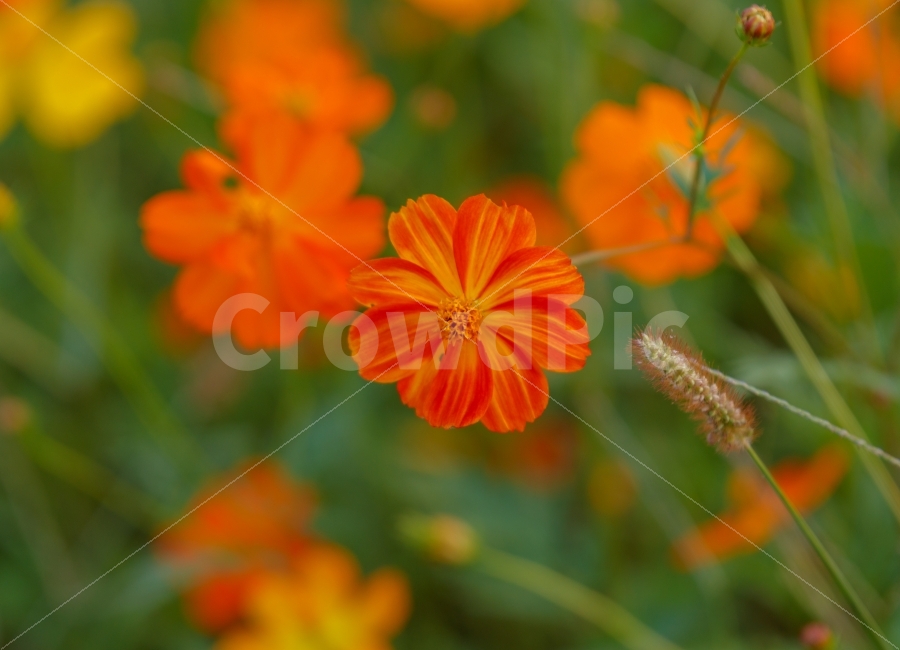 코스모스,자연,꽃,flower,감성,가을,계절,fall,autumn,season,식물,자연,plants,nature,꽃,flower,plant