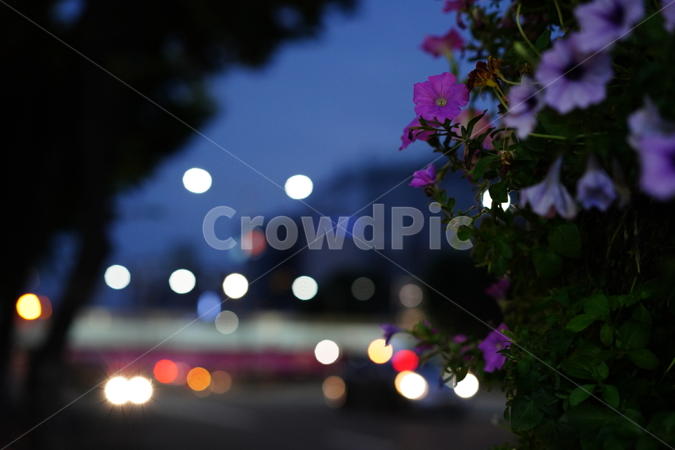 거리,빛,보케,street,색감