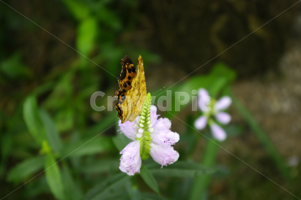 꽃,flower,식물,plant,꽃범의꼬리,나비,식물,자연,plants,nature,꽃,flower,동물,animal,곤충,벌레,insect,bug