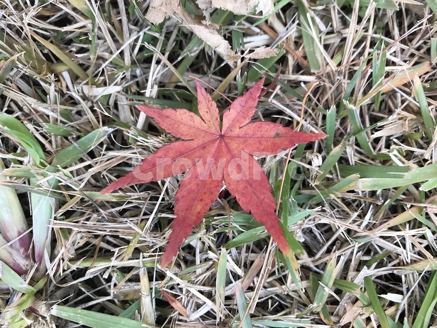 감성사진,가을,단풍,나뭇잎,낙엽,가을,계절,fall,autumn,season,leaf,잎,plant,식물,tree,나무