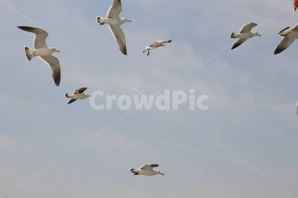 갈매기,바다,하늘,새,흰갈매기,자연,풍경,nature,landscape,동물,animal,조류,새,birds,bird,flying,나는,flock,대군