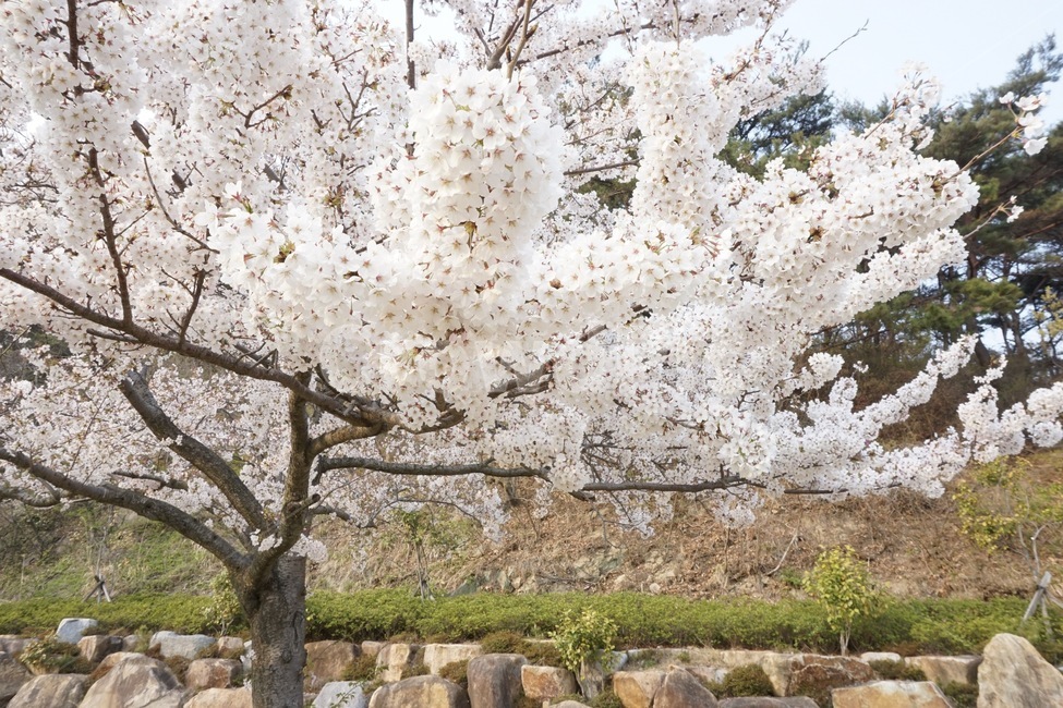 벚꽃,분홍,감성,봄,자연,봄,계절,spring,season,plant,식물