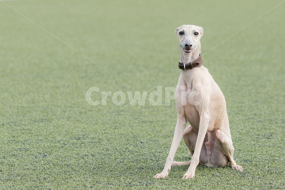 강아지,애완견,이탈리안그레이하운드,하운드,dog,italiangreyhound,동물,animal,포유류,mammal,개,강아지,dog,doggy