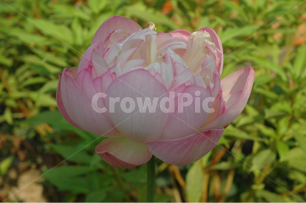 연꽃,꽃,nelumbonuciferagaertn,불교,힐링,식물,자연,plants,nature,꽃,flower