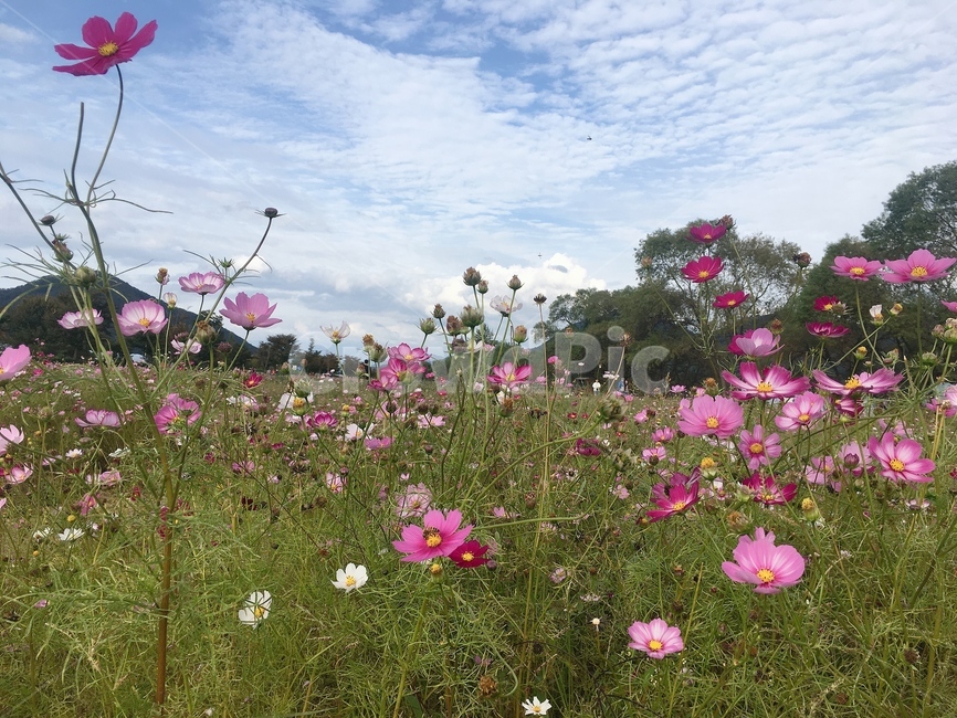 꽃,plant,식물,제라늄,blossom,geranium,풍경,자연,flower