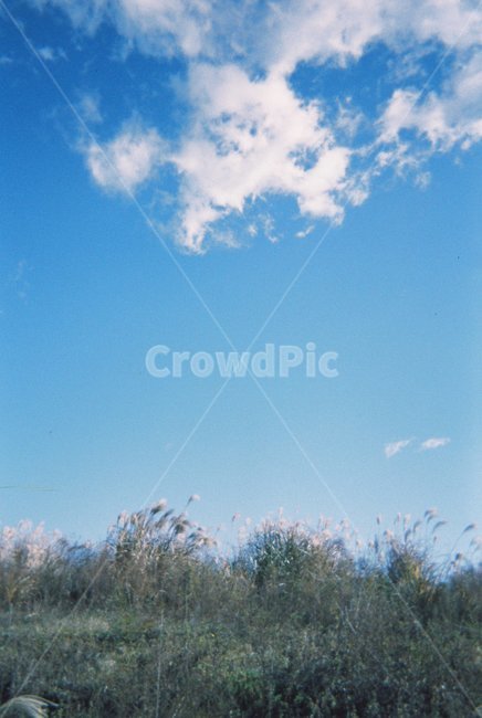 필름,필름카메라,필카,제주,중문,억새,하늘,파란하늘,네이쳐,자연,nature,film,자연,풍경,nature,landscape