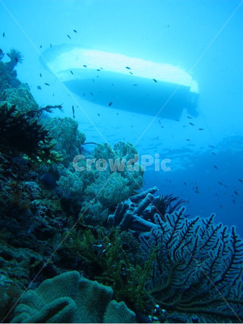 nature,자연,water,물,sea,바다,outdoors,ocean,대양,sealife,reef,coralreef,산호초,dive,underthesea