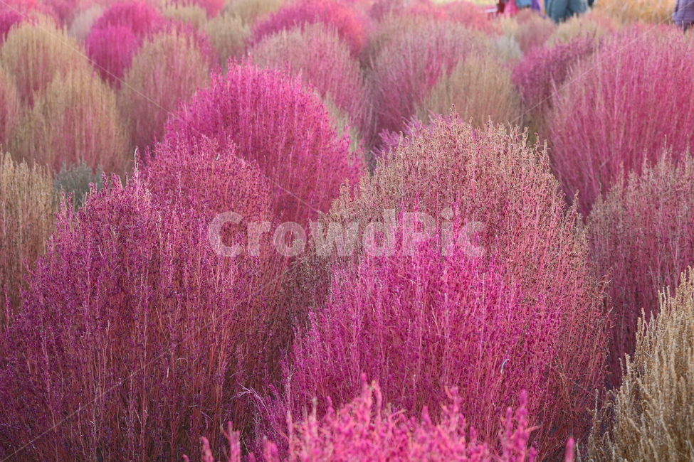 댑싸리,꽃댑싸리,식물,자연,대싸리,가을,가을,계절,fall,autumn,season,plant