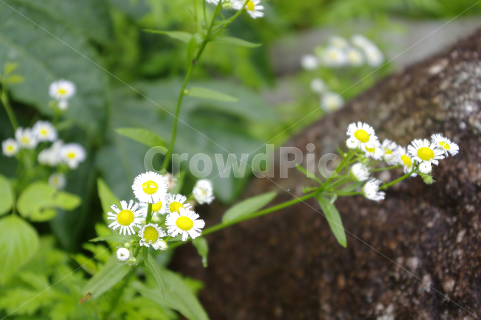 꽃,식물,flower,plant,개망초,식물,자연,plants,nature,꽃,flower