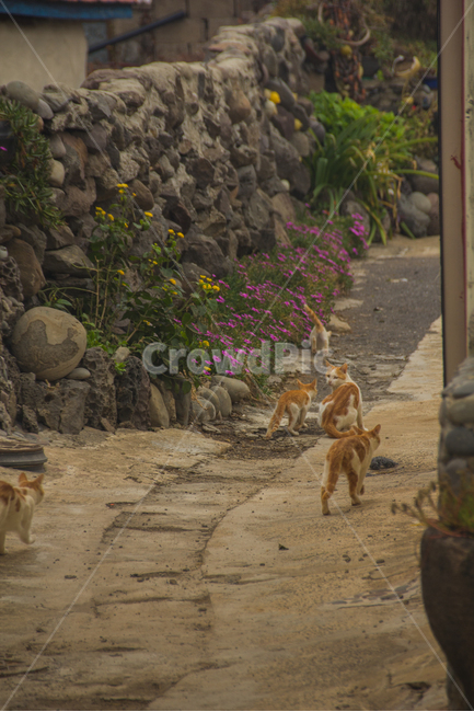 고양이,길고양이,섬고양이,고양이가족,제주도,가파도,돌담길,돌담,cat,길냥이,골목길,alley,동물,animal,포유류,mammal,고양이,cat,kitten,kitty,flagstone,판석