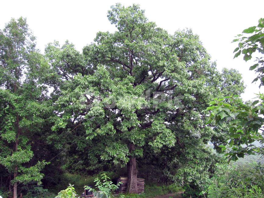 나무,녹색,봄,장작,풀,울창한,tree,green,spring,gress,자연,풍경,nature,landscape