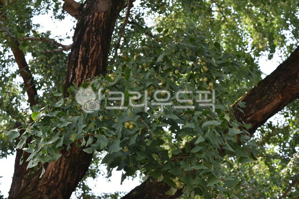 의령세간리은행나무,천연기념물제302호,경남,의령,세간리,세간리은행나무,은행나무,단성화,은행열매,은행알,행자목,겉씨식물,natural,monument,tree,plant,식물,천연기념물,제302호,천연기념물302,302