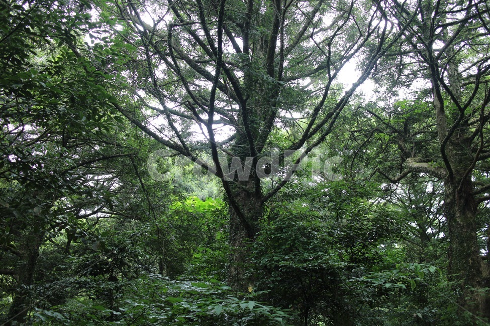 나무,숲,비자림,제주도,수목,식물,자연,plants,nature,나무,trees,wood
