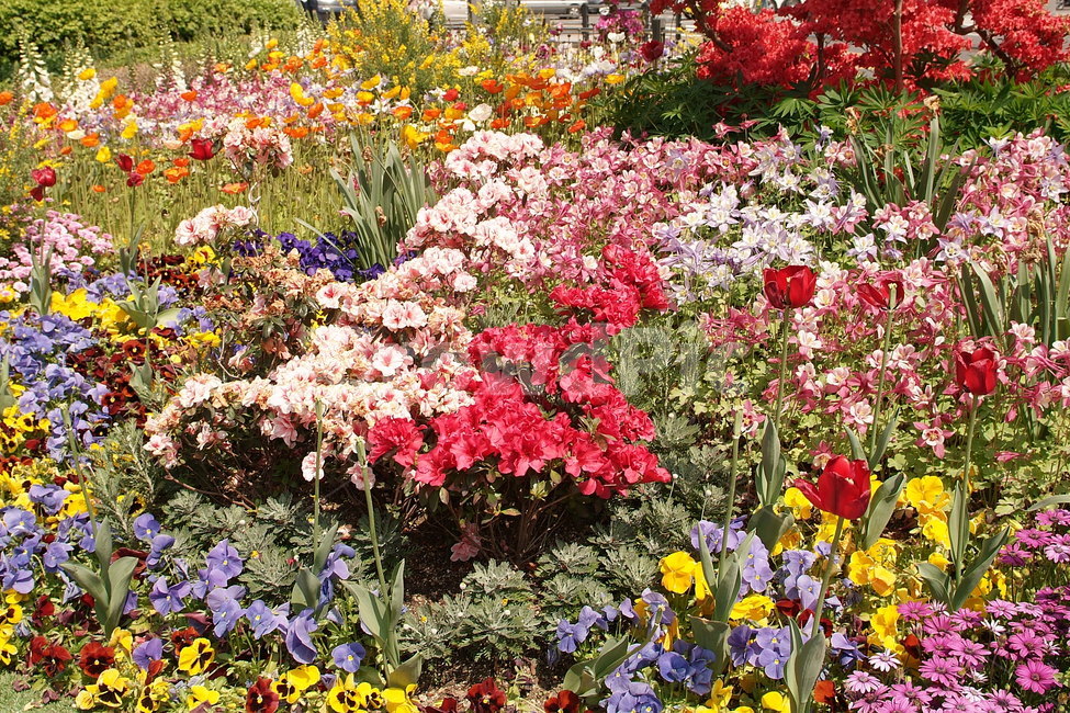 꽃,풍경,감성,식물,자연,식물자연,색깔,color,계절,plants,sense,색상,색채,색감,가든