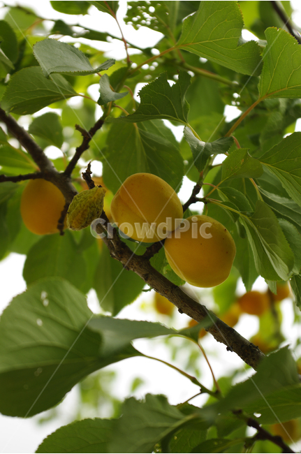 열매,살구,식물,color,nature,자연,나무,식물,자연,plants,nature,과일,열매,fruit