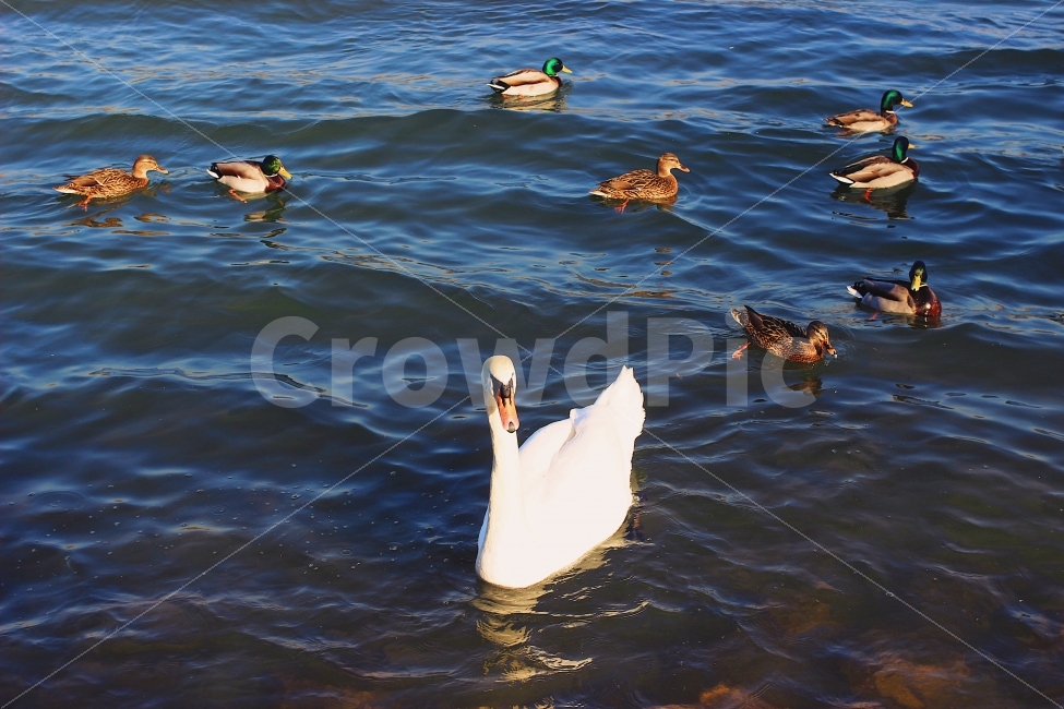 백조,오리,새,동물사진,독일,Germany,동물,animal,조류,새,birds
