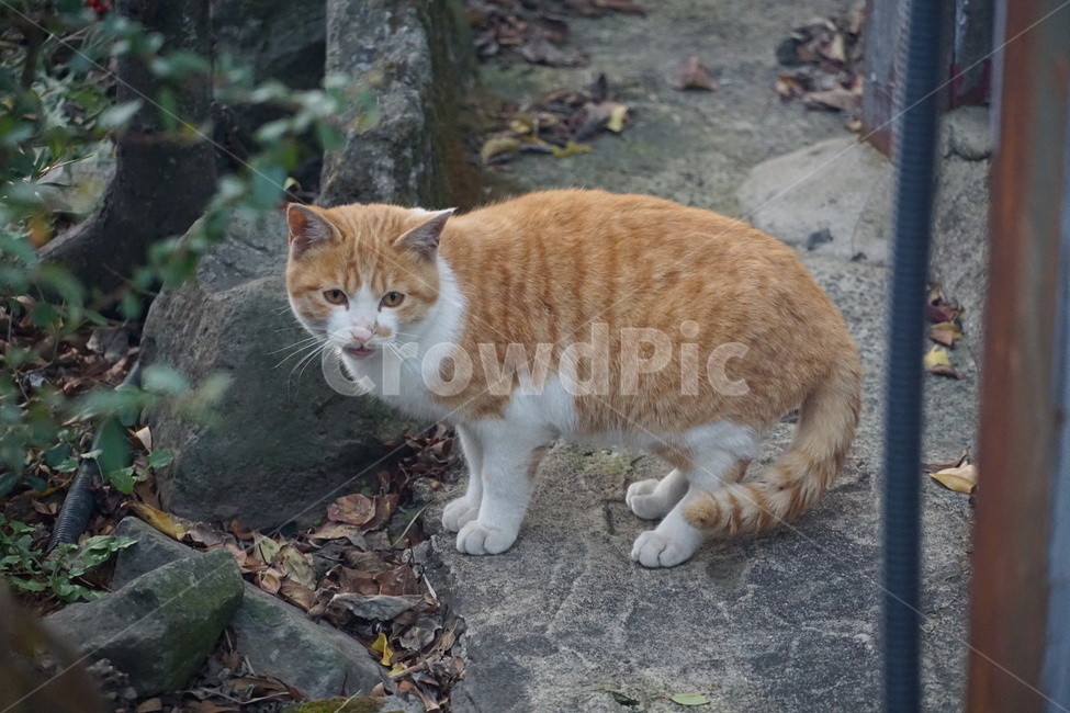 고양이,치즈,길냥이,코숏,코리안숏테일,동물,동물,animal,포유류,mammal,고양이,cat,kitten,kitty