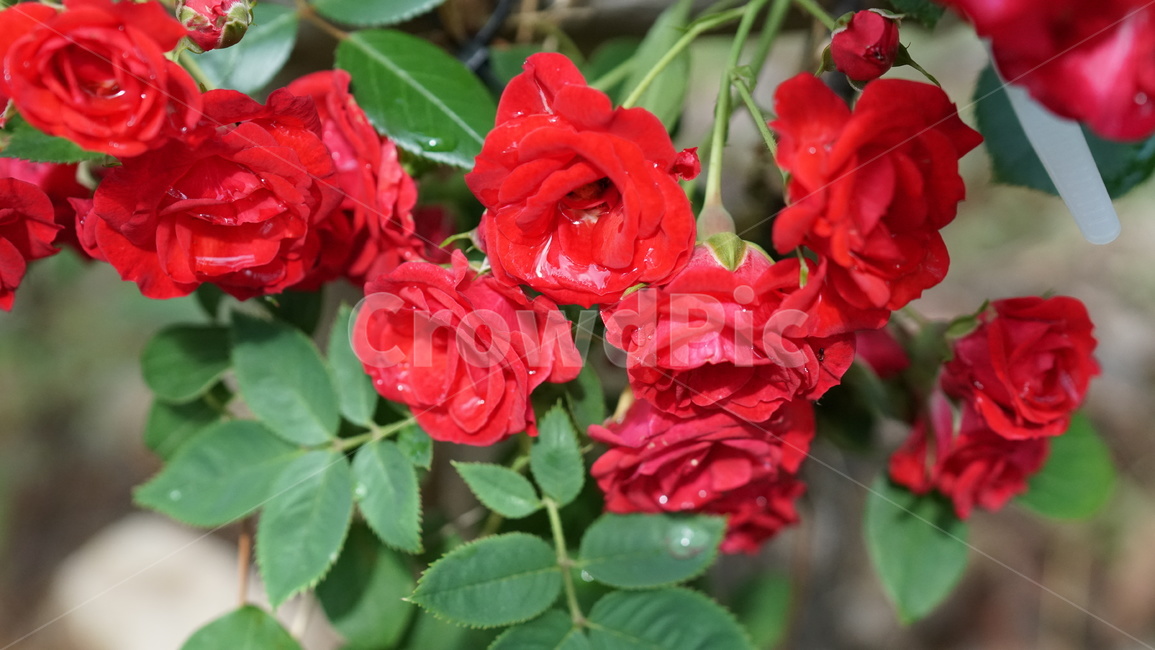 장미,로즈,rose,꽃,플라워,풀잎,빨강,초록,red,green,6월,꽃잎,자연,nature,이슬,식물