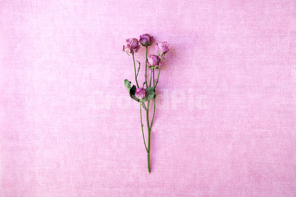 드라이플라워,말린꽃,꽃,식물,건조,꽃,flower