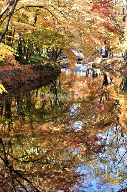가을,단풍,나무,자연,식물,계곡물,그림자,감성,자연풍경,풍경,trees,nature,autumn,season,emotion,가을,계절,fall,autumn,season,outdoors,옥외,land,땅,plant,tree,water,물,leaf,잎