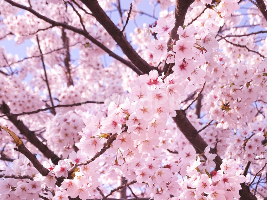 벚꽃,봄,나무,식물,꽃,봄,계절,spring,season,plant,flower,blossom