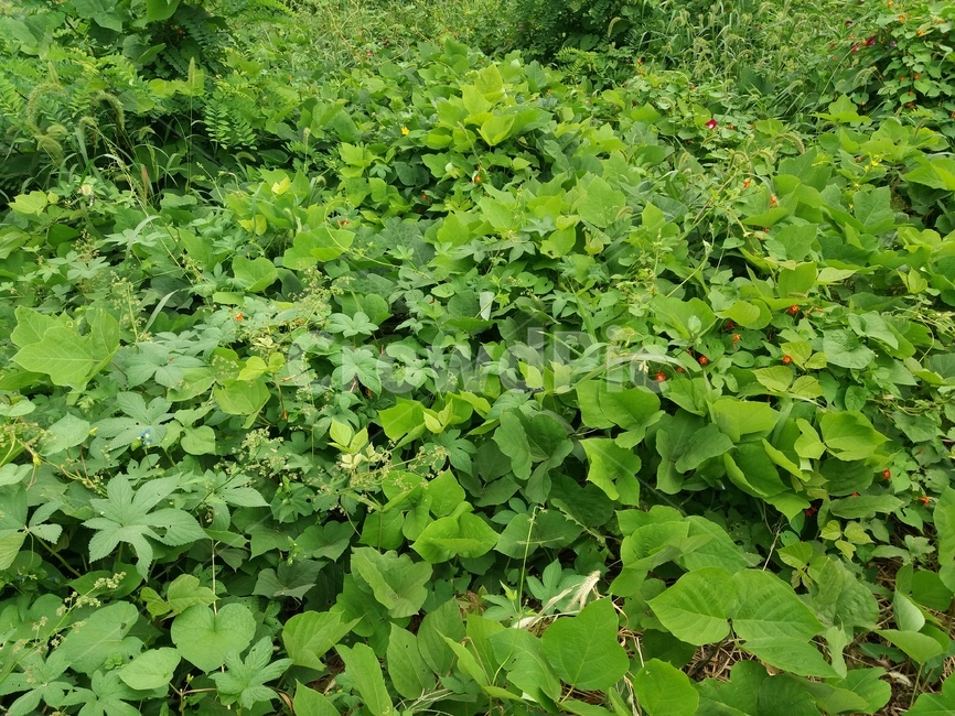 칡,식물,잡초,산,plant,초목,파란색,식물,자연,plants,nature