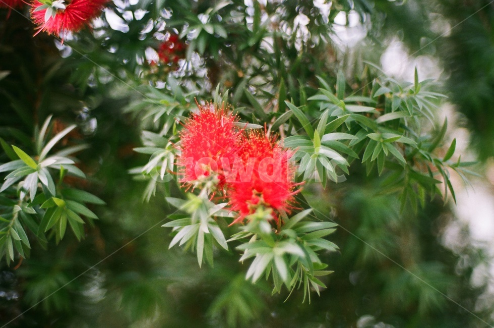 식물원,꽃,필름사진,봄,flower,spring,film,필름,자연,식물,자연,plants,nature,꽃,flower