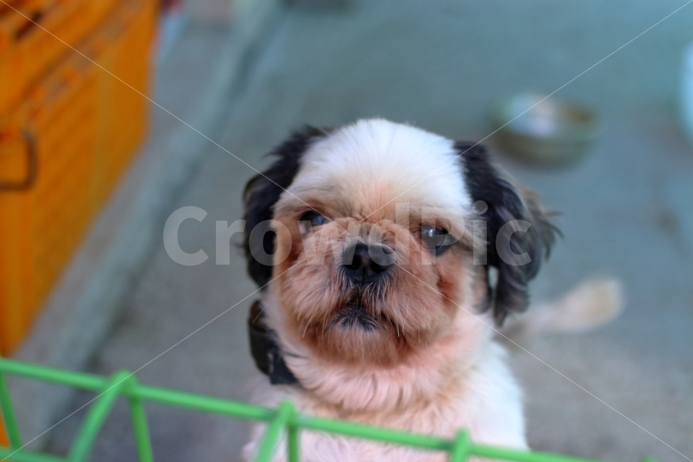 강아지,개,귀여움,멍멍이,철망,동물,animal,포유류,mammal,개,강아지,dog,doggy