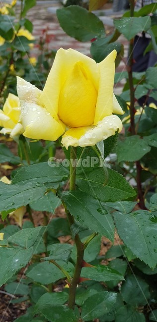 장미,꽃,rose,식물,자연,5월,그린,flower,장미꽃,nature,노란장미,식물,자연,plants,nature,꽃,flower