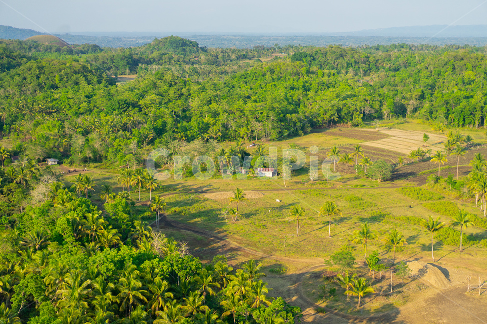 필리핀,초콜렛힐,자연,숲,나무,경치,philippines,bohol,보홀,경관