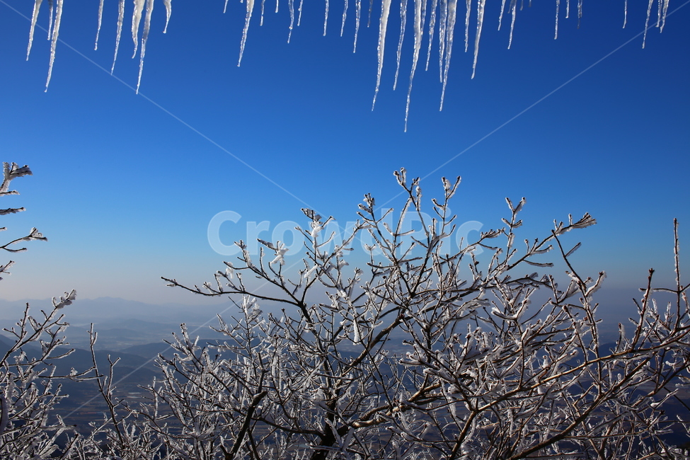 계룡산,관음봉,눈꽃,겨울산,산,능선,겨울,계절,winter,season,자연,풍경,nature,landscape,식물,plants,나무,trees,wood,outdoors,옥외,snow,눈