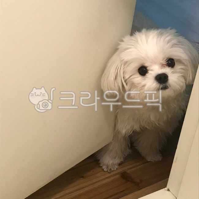 강아지,반려견,댕댕이,말티즈,애견,애완견,소형견,동물