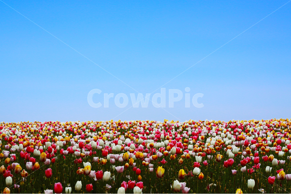 튤립,꽃,꽃밭,파란하늘,알록달록,자연,풍경,nature,landscape,plant,식물