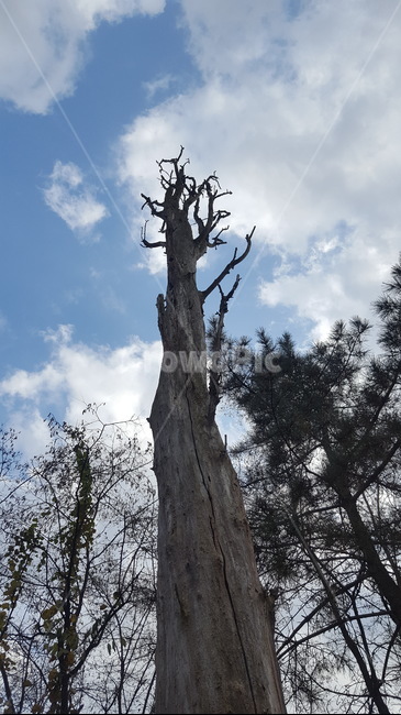 나무,하늘,숲,나뭇가지,구름,나무,trees,wood