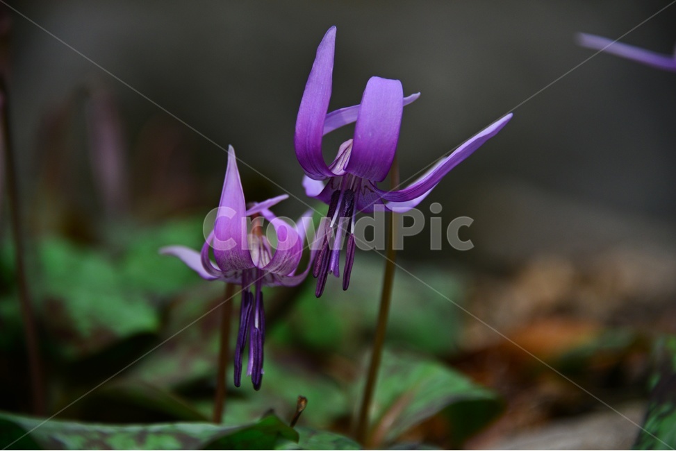 plant,식물,blossom,flower,꽃,얼레지,얼레지꽃,보라색,보라색꽃,봄꽃,봄,계절,식물,자연,plants,nature,꽃,flower