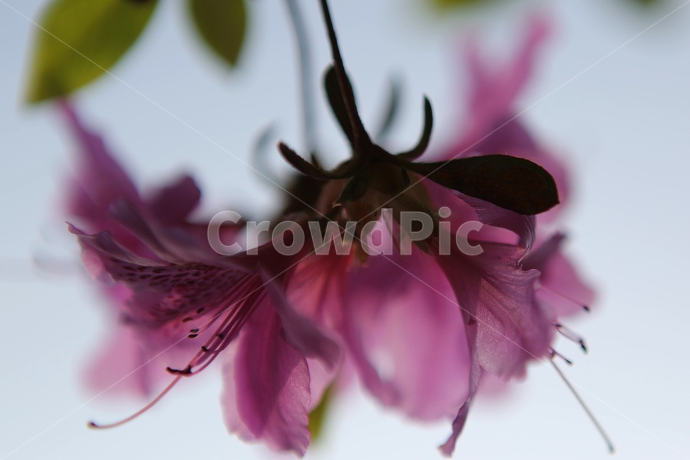 spring flowers,macro,plant,azalea,pink flower