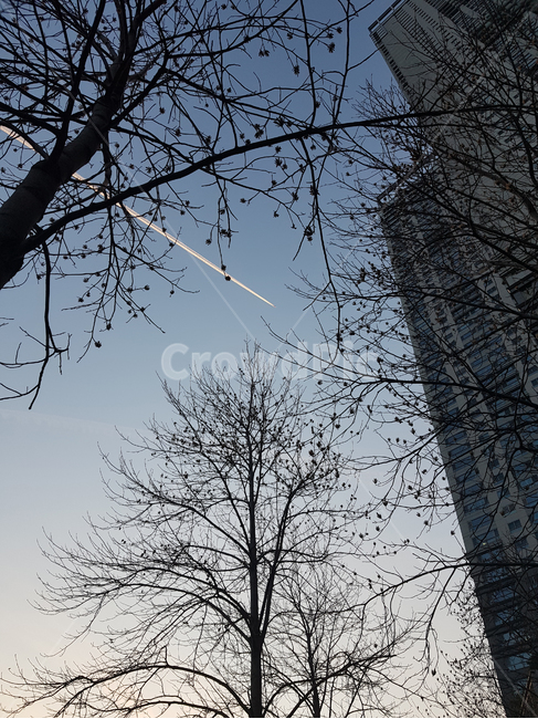 비행기,흔적,비행운,하늘,가지,나무,건물,날다,plane,flight,trail,vapourtrail,branch,fly,contrail,sky,trace,building,winter