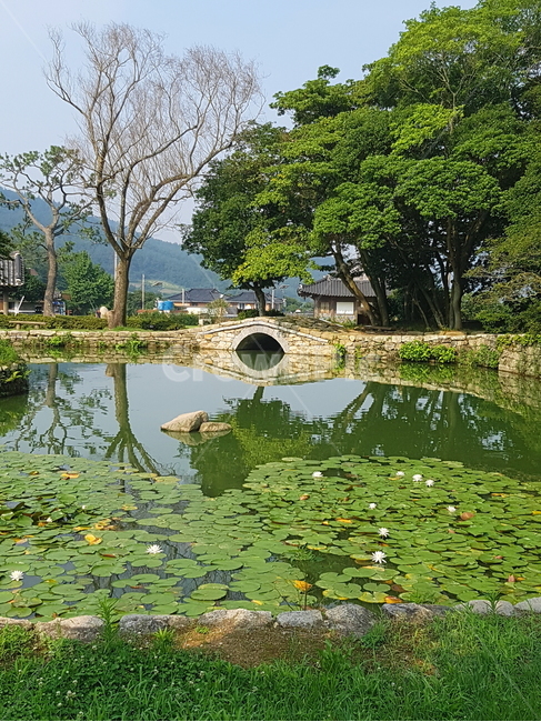 	운림산방,진도운림산방,정원,연못,자연,풍경,자연,풍경,nature,landscape,한국자연풍경,한국자연경관,korea nature landscape,water,물,outdoors,옥외,pond,못