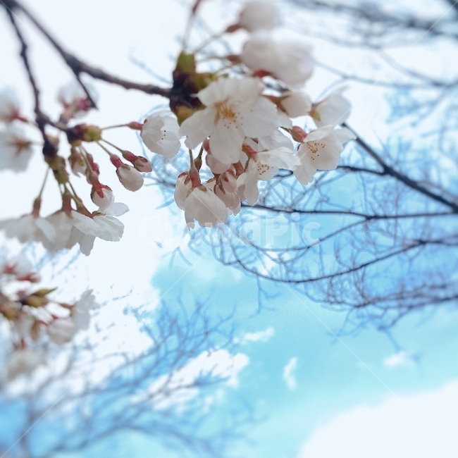 벚꽃,봄,감성,하늘,꽃