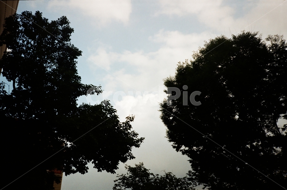 silhouette,nature,자연,실루엣,날씨,weather,필름,필름감성,필름사진,풍경,film,아날로그,건물,감성,하늘,나무,구름,어둠