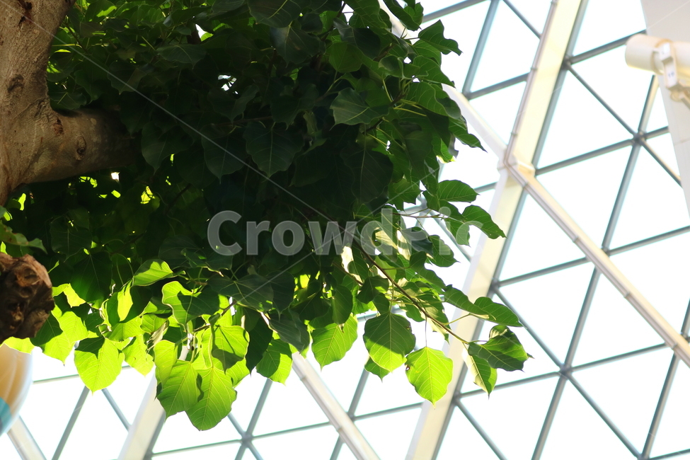 barley tree,hardwood,Indian barley tree,plant,tree,Moraceae,Botanical garden