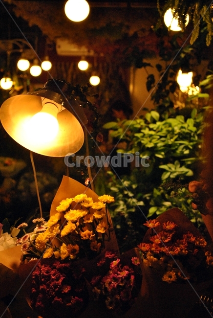 plant,식물,꽃,꽃꽂이,꽃부케,flowerbouquet,flowerarrnagement,blossom,꽃,flower