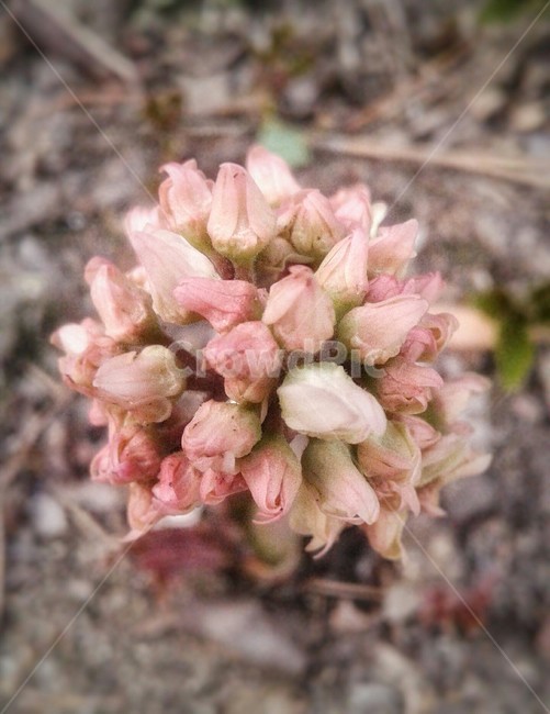 plant,식물,flower,꽃,blossom