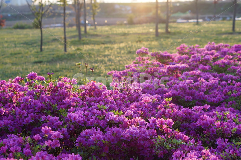 영산홍,일출,봄,꽃,햇빛,붉음,맑음,식물,자연,plants,nature,꽃,flower