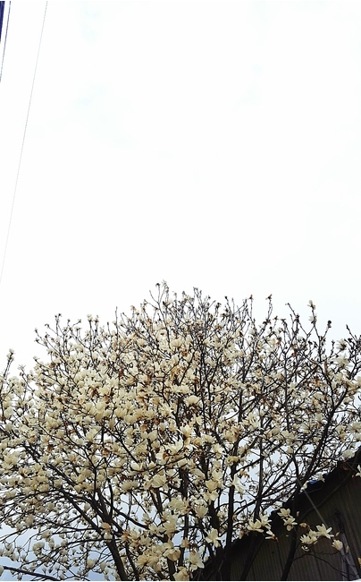 식물,나무,벚꽃,매화,흰꽃,꽃나무,봄,식물,자연,plants,nature,꽃,flower