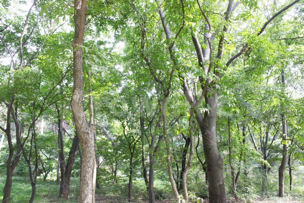 꽃,풀,식물,잎,자연,야외,공원,정원,숲,길,오솔길,나무,울창,산림,여름,자연,풍경,nature,landscape,tree,plant,tree trunk,나무 줄기,vegetation,초목,outdoors,옥외,land,땅,woodland,삼림지,forest