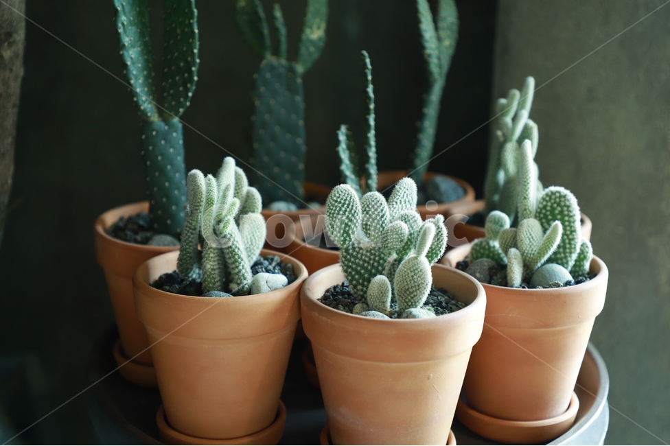 식물,선인장,미니화분,화분,plant,초록색,납작한식물,cactus,다육식물,플랜테리어,planterior,식물,자연,plants,nature,실내용화초,화분,화초,house plant