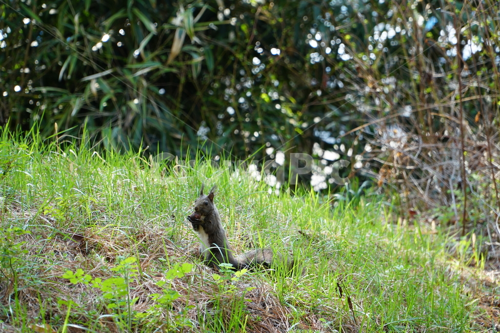 청설모,청솔모,다람쥐,쥐,동물,숲,나무,자연,새끼,도토리,squirrel,nature,mouse,forest,tree